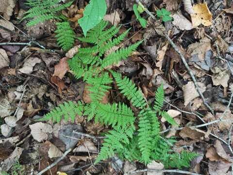 Plancia ëd Athyrium spinulosum (Maxim.) Milde