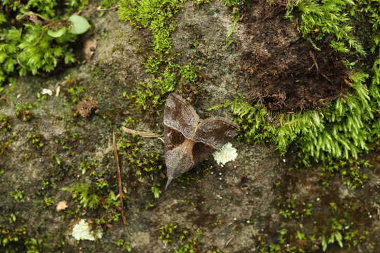 Image of Hypena trigonalis Costa 1836