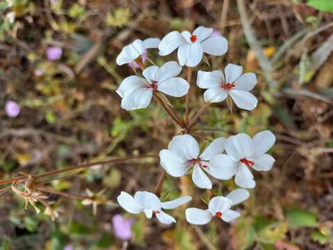 Image of Pelargonium multibracteatum Hochst.