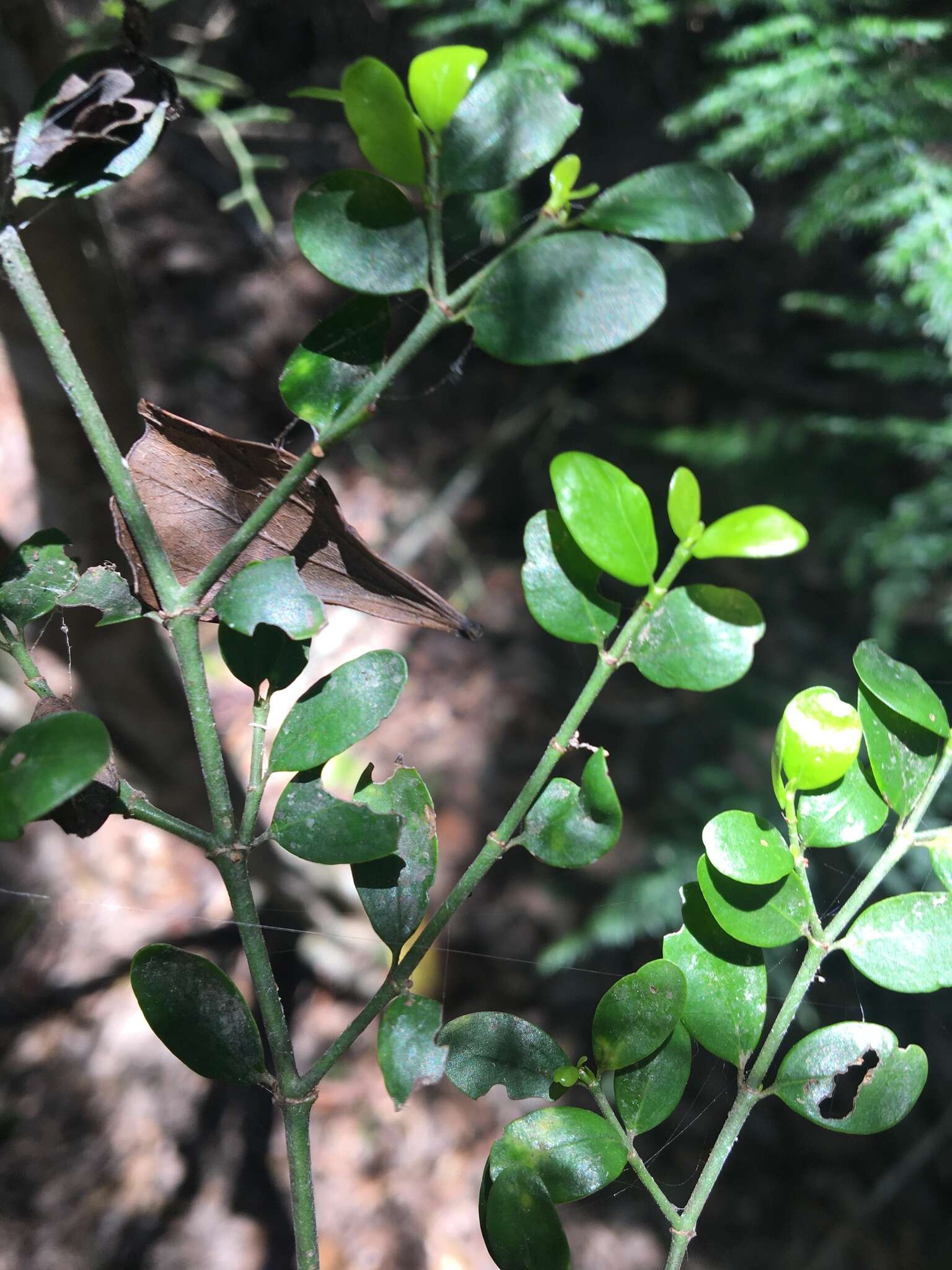 Image of Everistia vacciniifolia var. nervosa S. T. Reynolds & R. J. F. Hend.