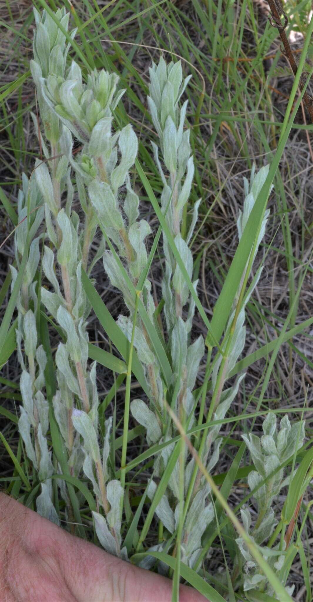 Image of Rutter's false goldenaster