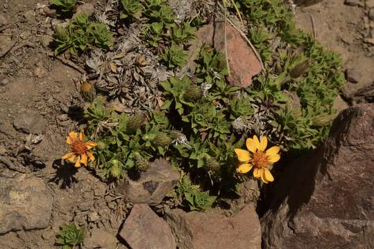 Imagem de Haplopappus anthylloides Meyen & Walp.