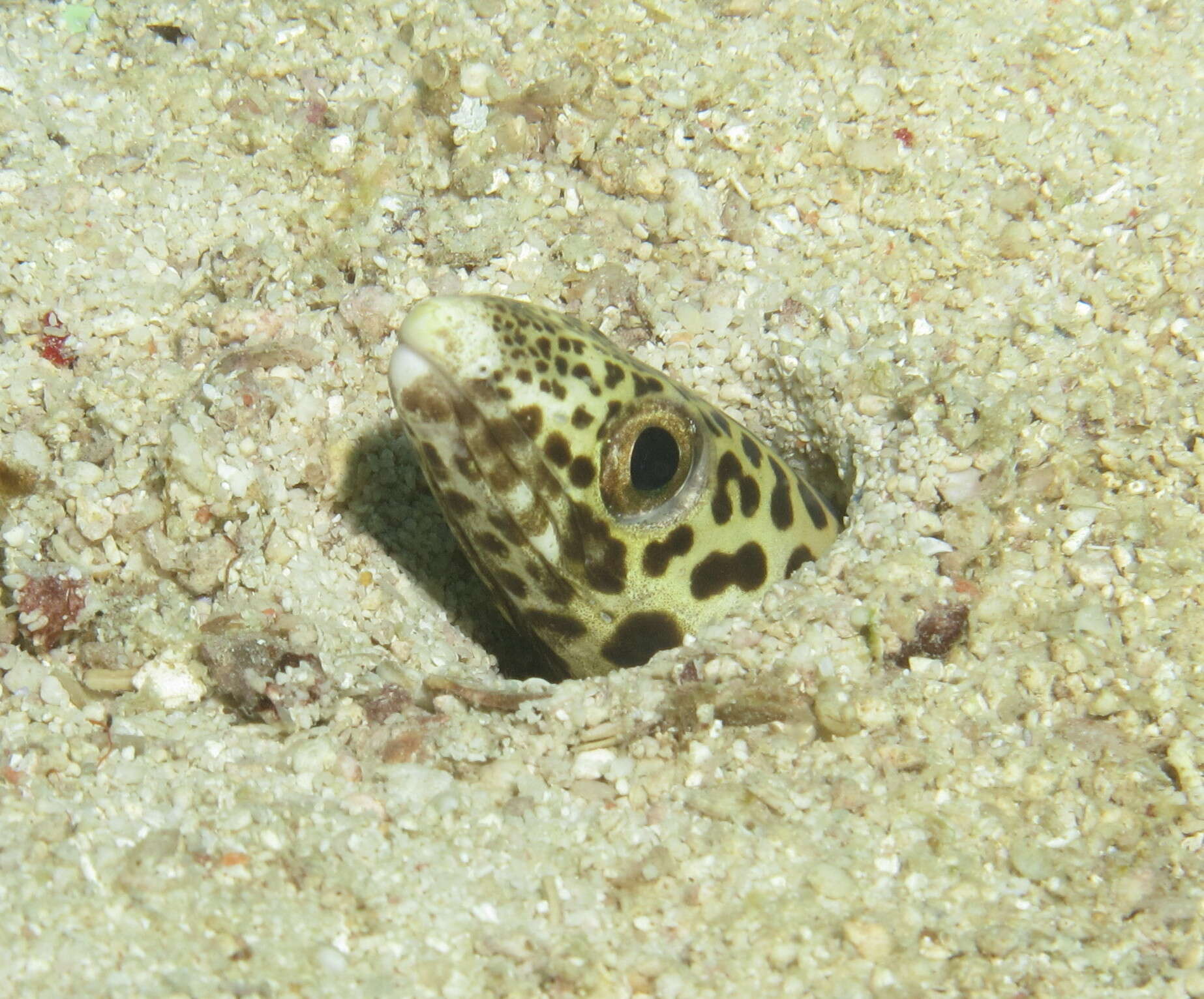 Image of barred conger