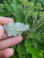 Image de Olearia albida Hook. fil.