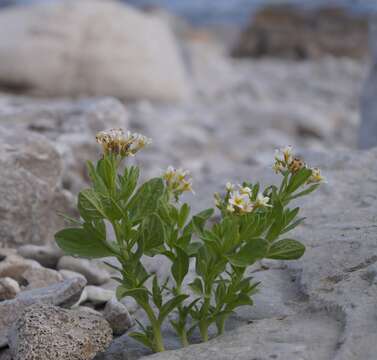 Imagem de Tournefortia sibirica L.