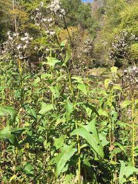 Image of false Indian plantain