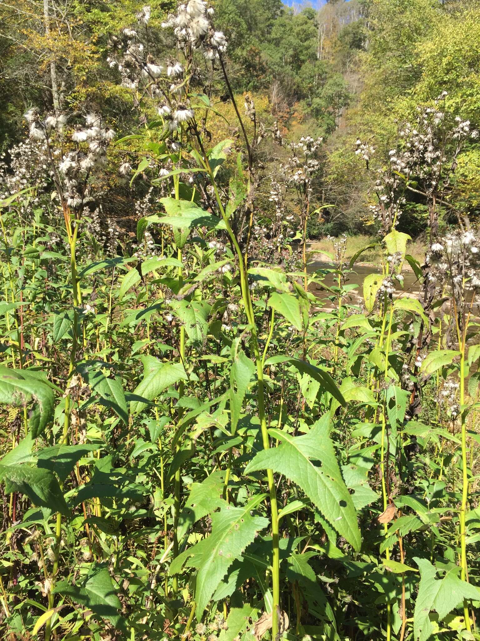 Image of false Indian plantain