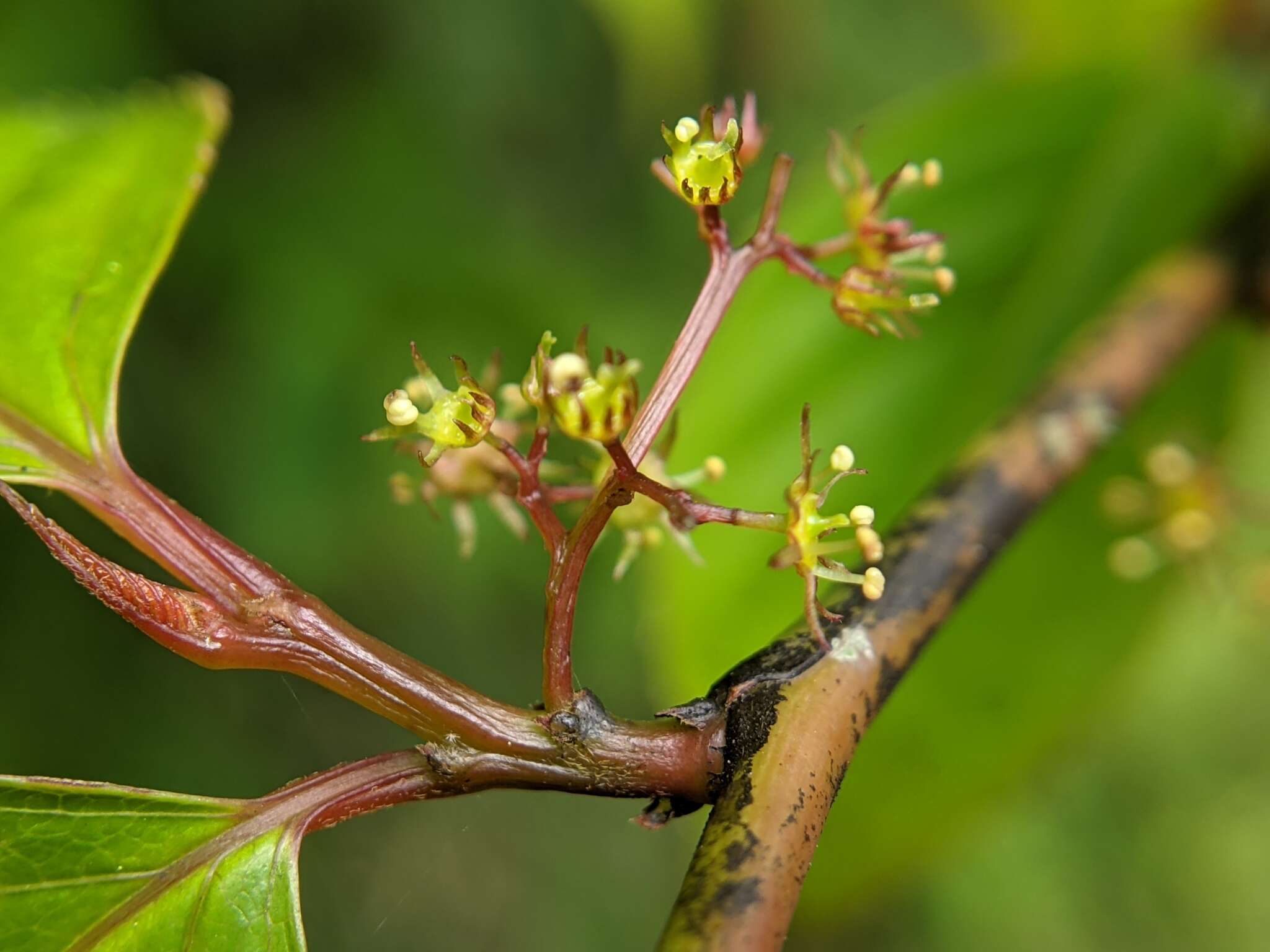 Image of Perrottetia arisanensis Hayata