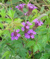 Image of tuberous vervain