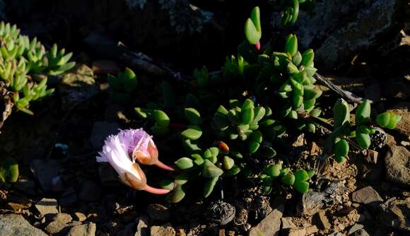 Imagem de Hallianthus planus (L. Bol.) H. E. K. Hartm.