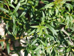 Image of Antirrhinum controversum Pau