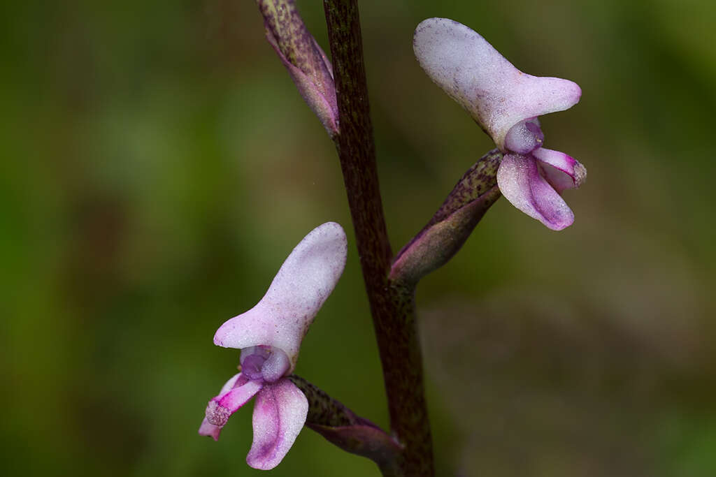 Disa aconitoides subsp. aconitoides resmi