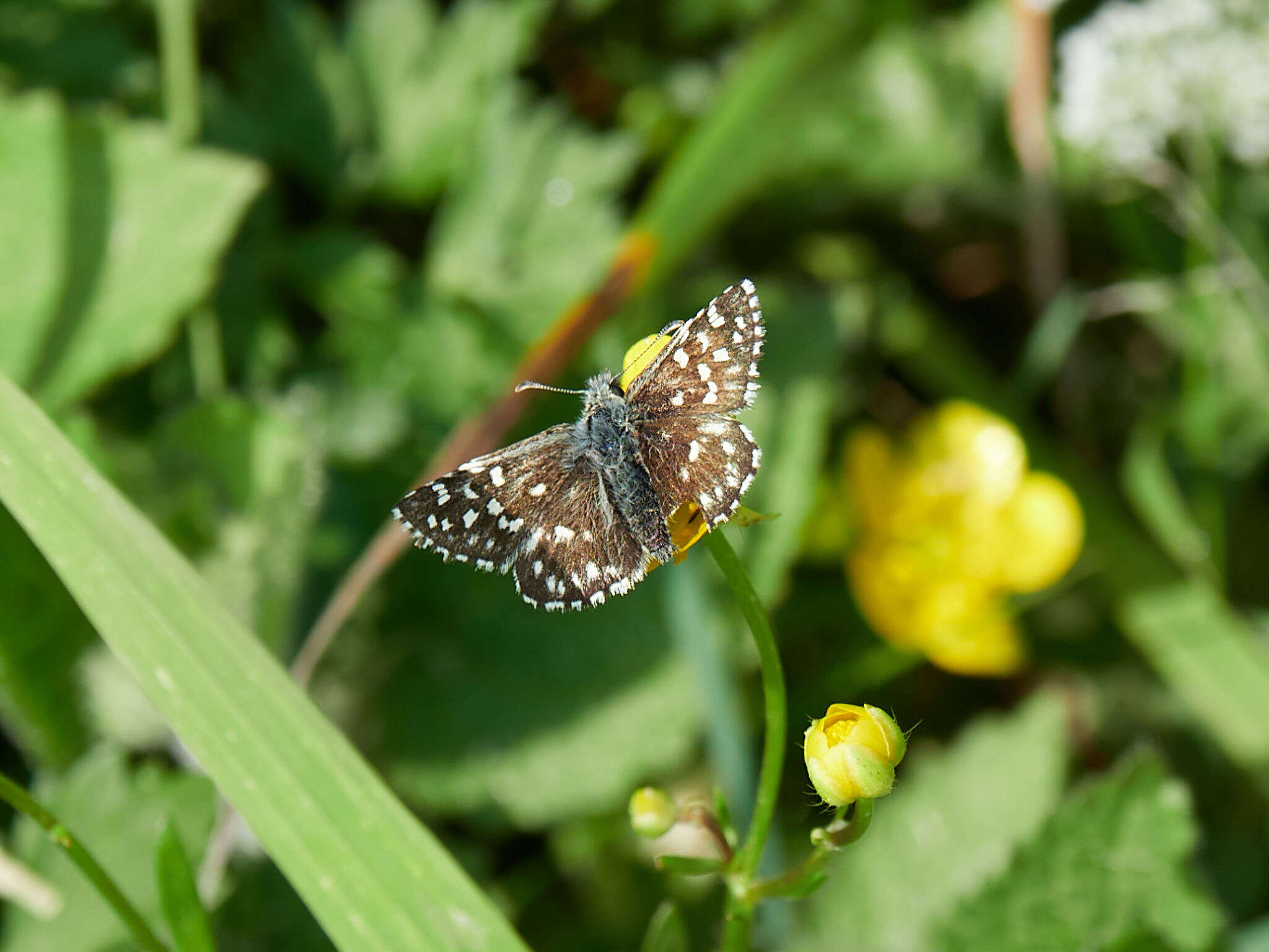 Image of Grizzled skipper