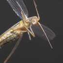 Image of Striped Tree Cricket