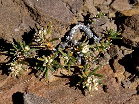 Image of Limeum aethiopicum Burm. fil.