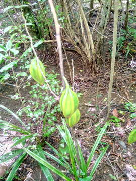 Plancia ëd Oeceoclades calcarata (Schltr.) Garay & P. Taylor