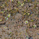 Plancia ëd Ranunculus limosella F. Müll. ex T. Kirk