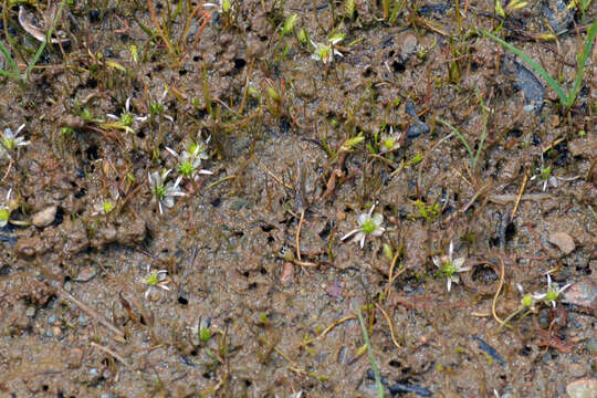 صورة Ranunculus limosella F. Müll. ex T. Kirk