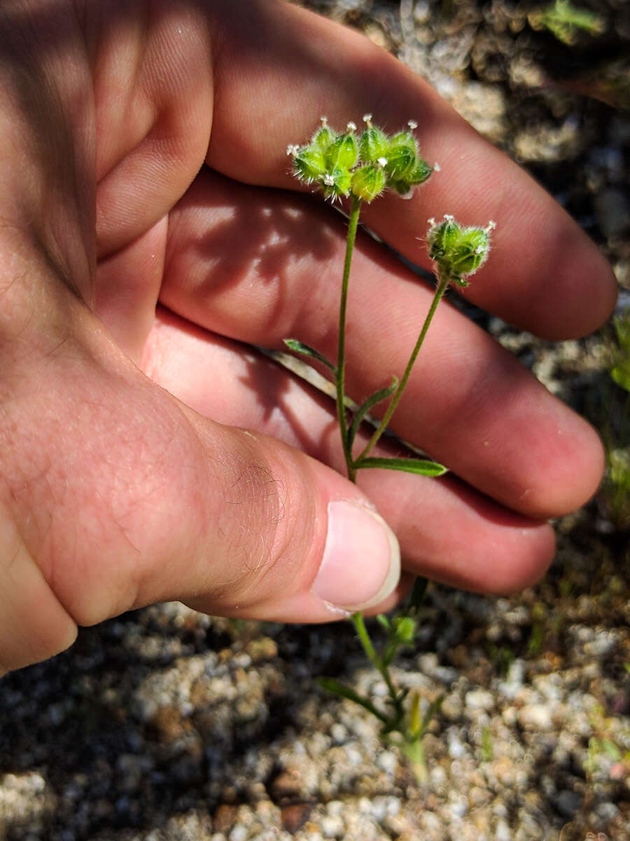 Plancia ëd Cryptantha pterocarya (Torr.) Greene