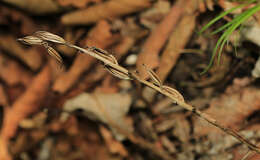 Image of Platanthera densa Freyn