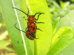 Image of Red Milkweed Beetle