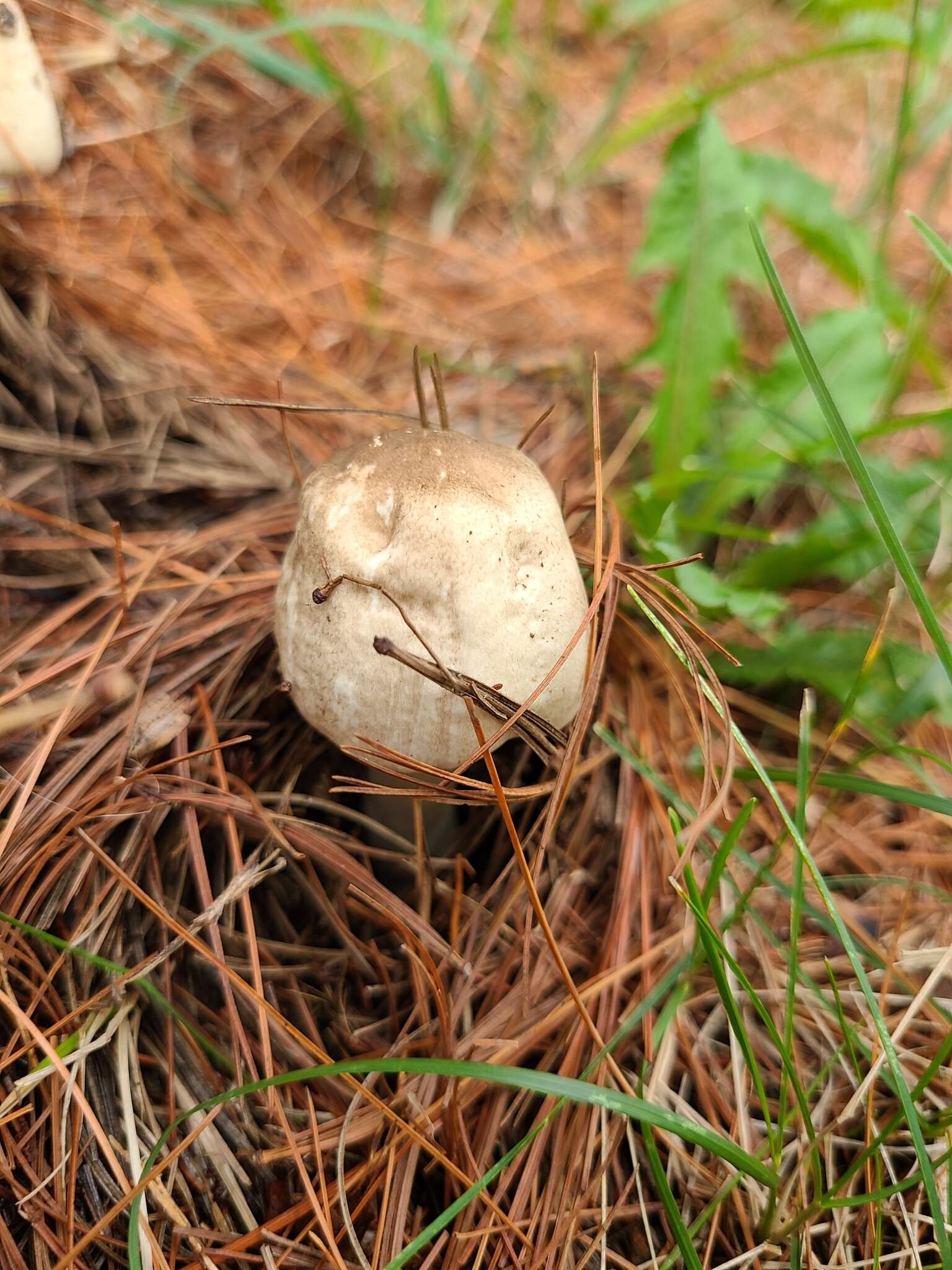 Image of Eastern Flat-topped Agaricus