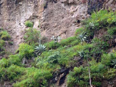 Image of Agave hurteri Trel.