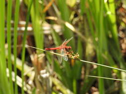 Image of Cardinal Meadowhawk