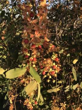 Sivun Cassia brewsteri F. Muell. kuva