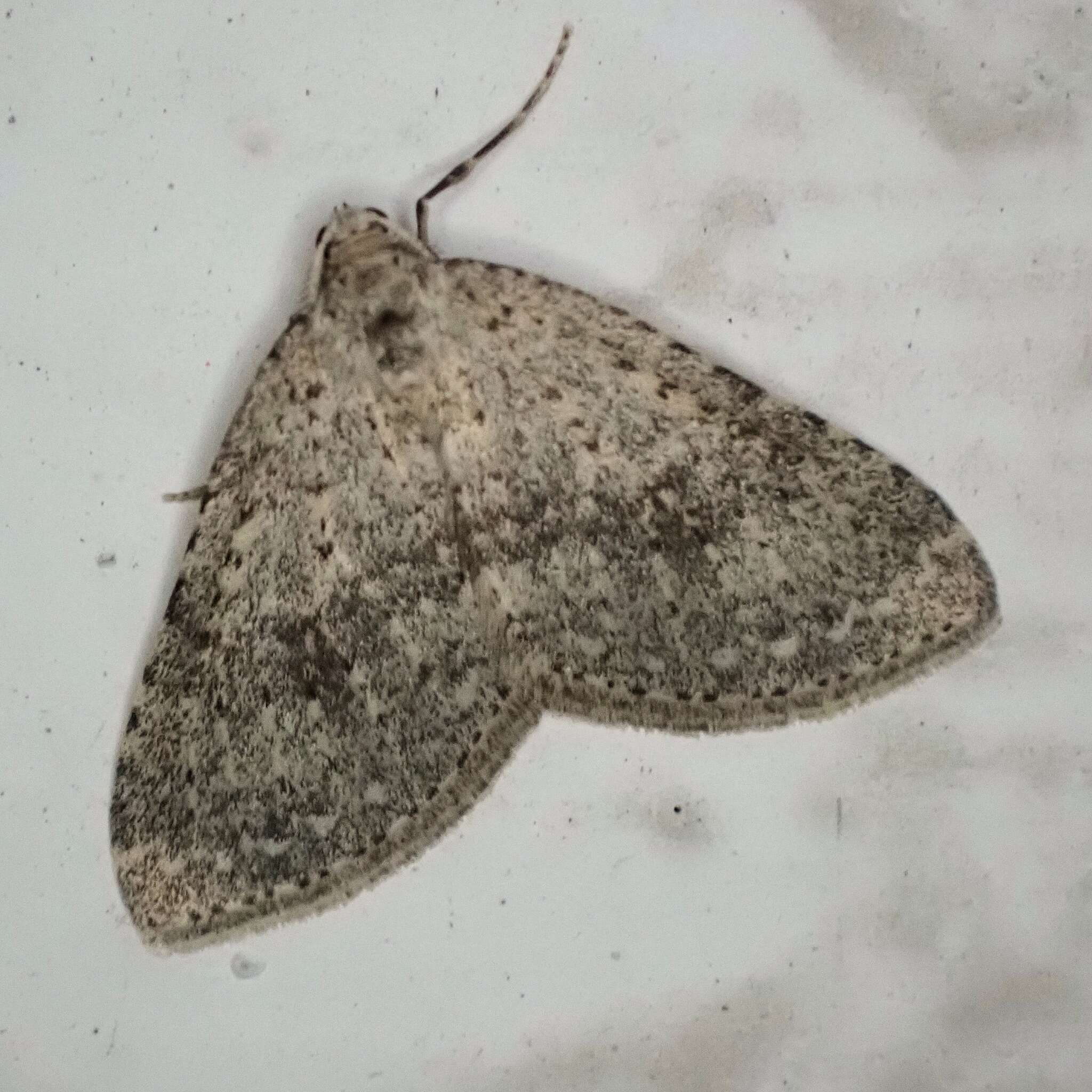 Image of mottled grey