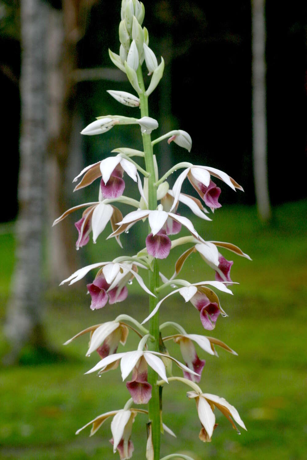 Image de Phaius tankervilleae (Banks) Blume