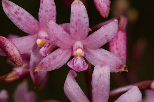 Plancia ëd Dipodium roseum D. L. Jones & M. A. Clem.