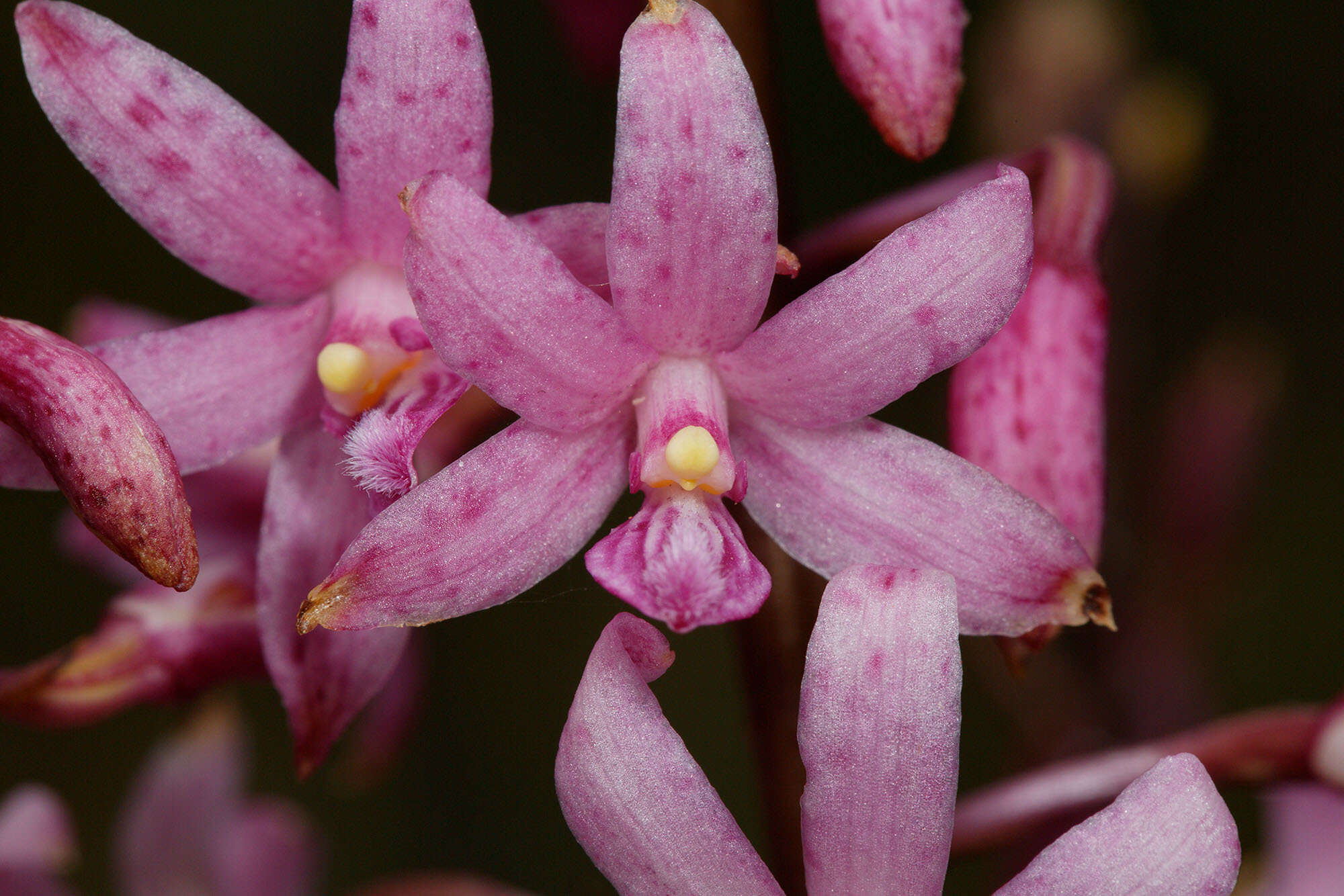 Plancia ëd Dipodium roseum D. L. Jones & M. A. Clem.