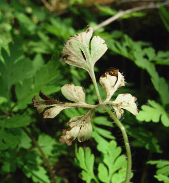 Image of Coleroa robertiani (Fr.) E. Müll. 1962