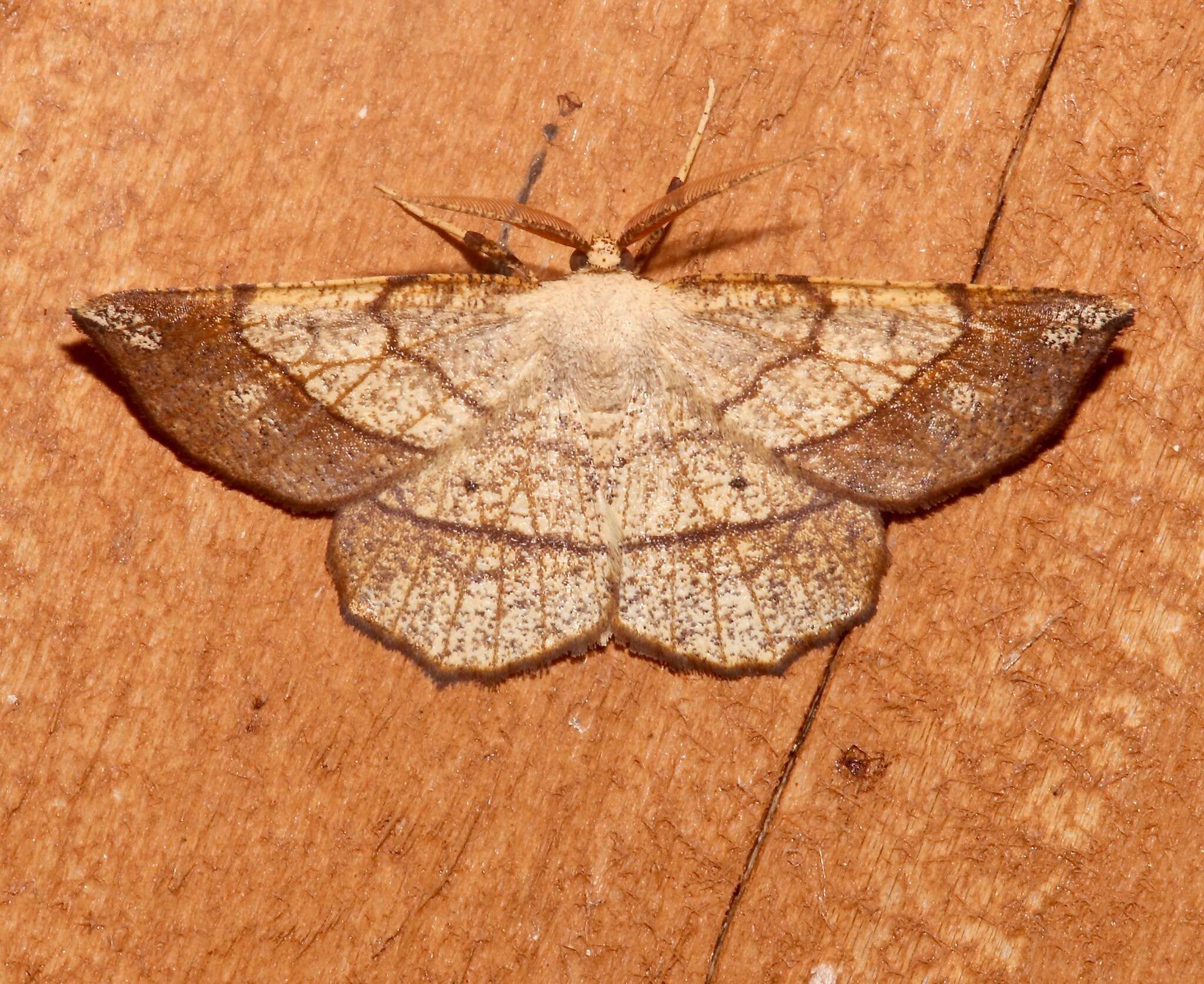 Image of Scrub Euchlaena