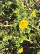 Image of common tarweed