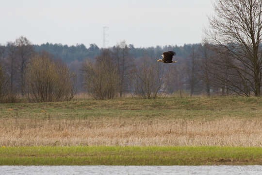 Image of White-tailed Eagle