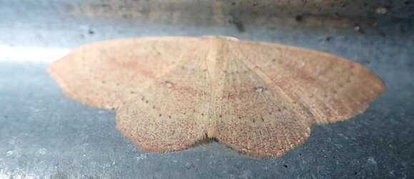 Image of Cyclophora hyponoea Prout 1935