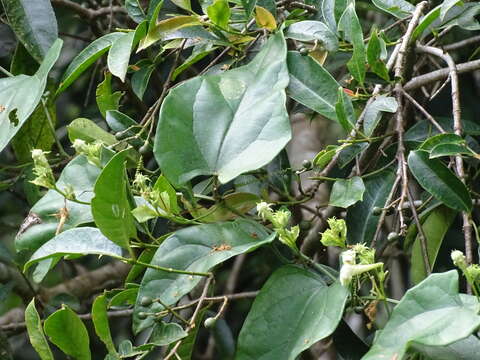 Image of Trichosanthes homophylla Hayata