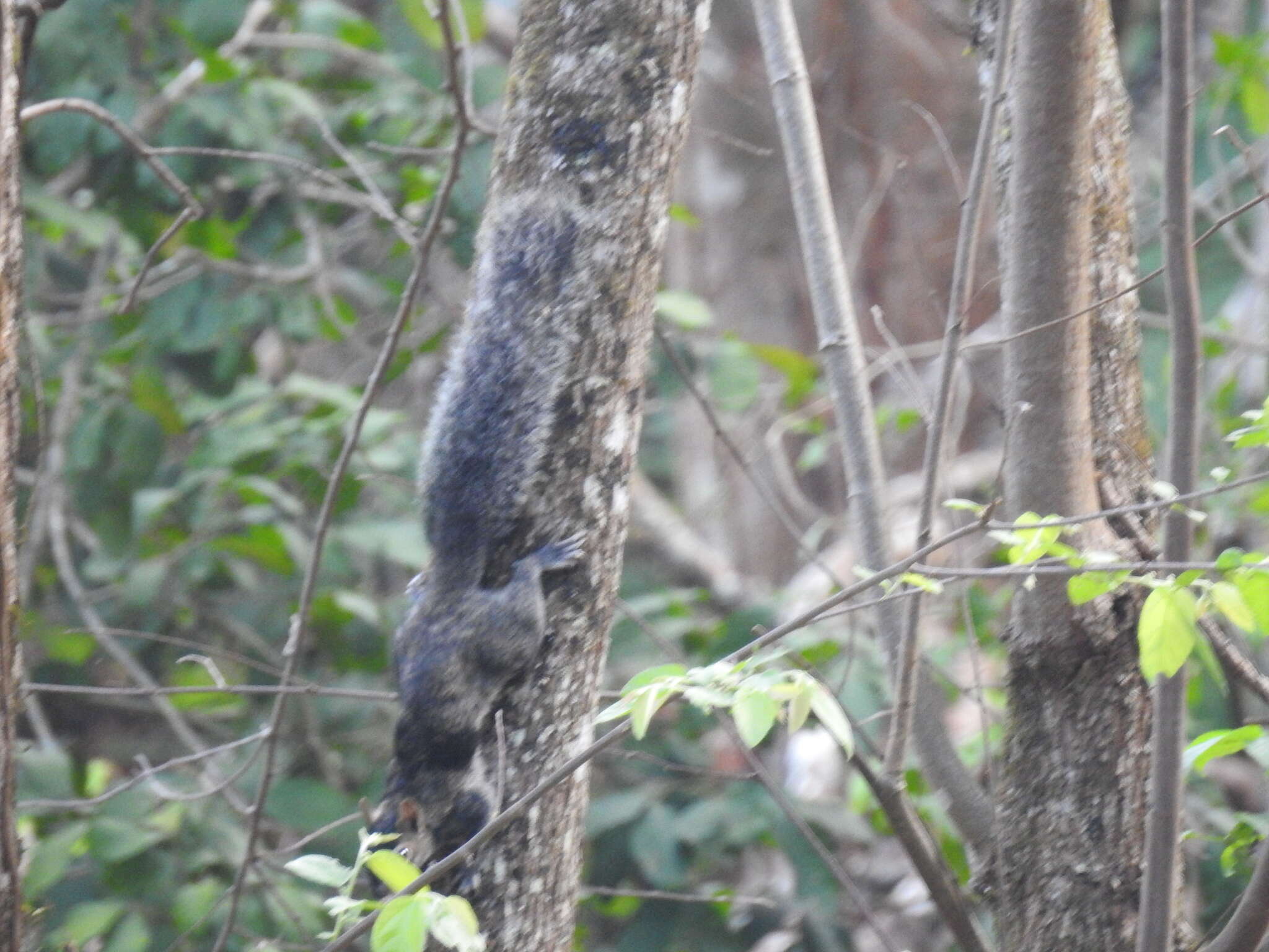 Image of Collie's Squirrel