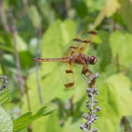 Image of Painted Skimmer