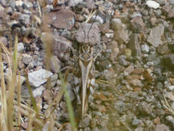 Hippopedon capito (Stål 1873)的圖片