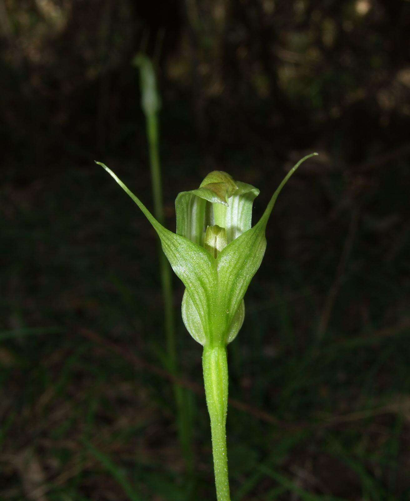 Image of Alpine greenhood