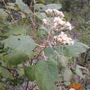 Plancia ëd Ageratina tomentella (Schrad.) R. King & H. Rob.