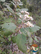 Image of Ageratina tomentella (Schrad.) R. King & H. Rob.