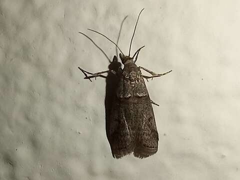 Image of Acrobasis bithynella Zeller 1848