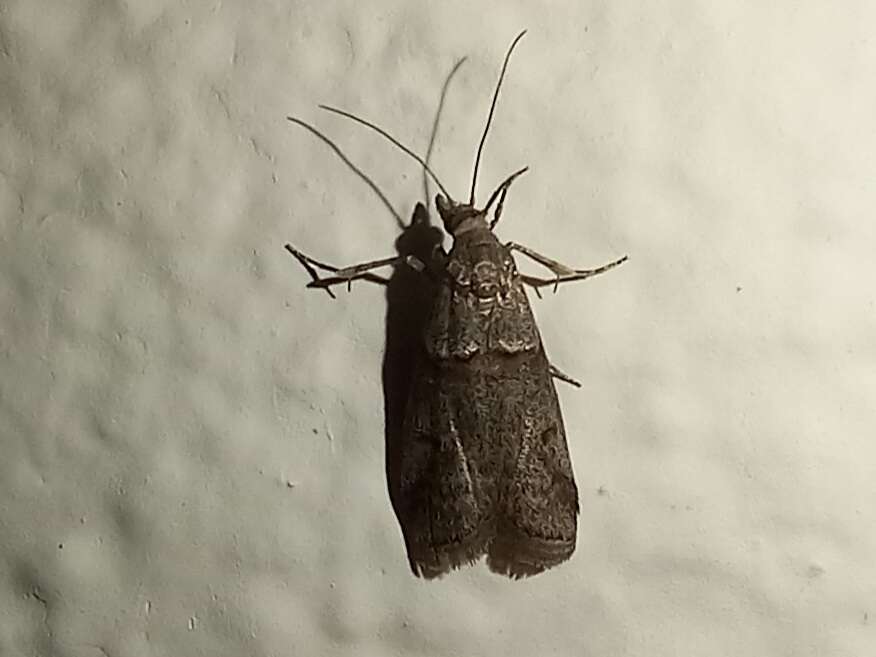 Acrobasis bithynella Zeller 1848 resmi