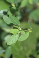 Image of Huachuca Mountain spurge