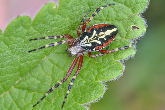 Image of Aculepeira talishia (Zawadsky 1902)