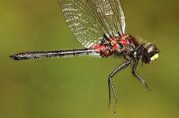 Image of Leucorrhinia patricia Walker 1940